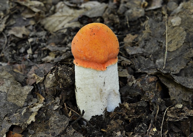 kozák osikový Leccinum albostipitatum den Bakker & Noordel.