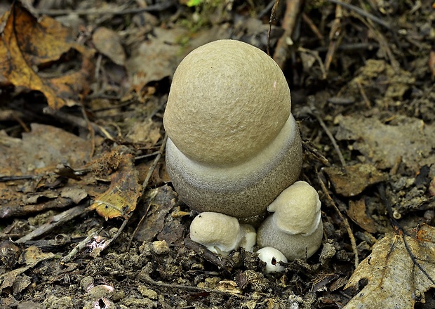 kozák topoľový Leccinum duriusculum (Schulzer ex Kalchbr.) Singer