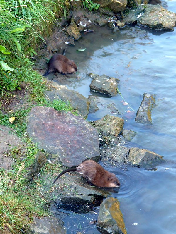 ondatra pižmová Ondatra zibethicus