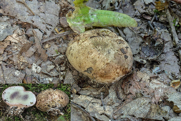 pestrec bradavičnatý Scleroderma verrucosum (Bull.) Pers.