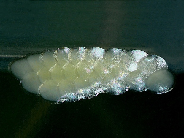 vijačka lobodová (sk) / zavíječ slámový (cz) Sitochroa verticalis Linnaeus, 1758