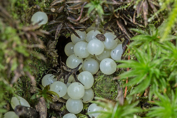 vajíčka, a bude konkurencia