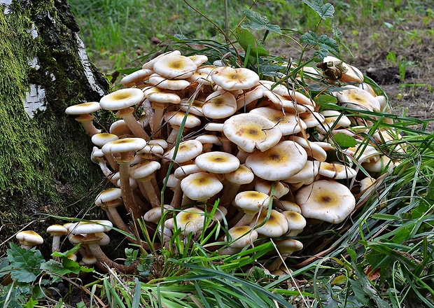 podpňovka obyčajná Armillaria mellea (Vahl) P. Kumm.