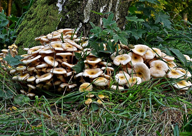 podpňovka obyčajná Armillaria mellea (Vahl) P. Kumm.