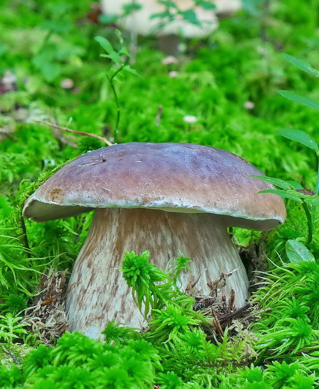 hríb smrekový Boletus edulis Bull.