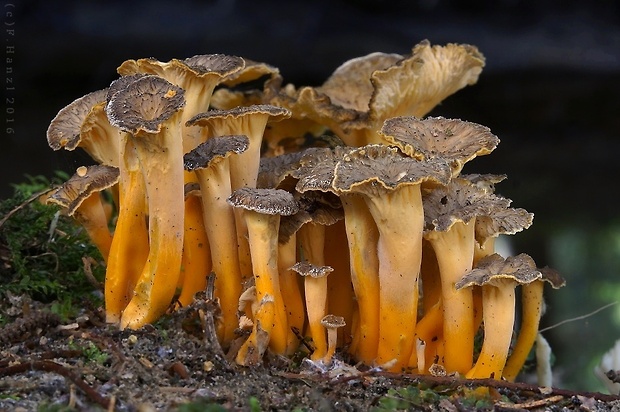 kuriatko žltohnedé Cantharellus lutescens Fr.