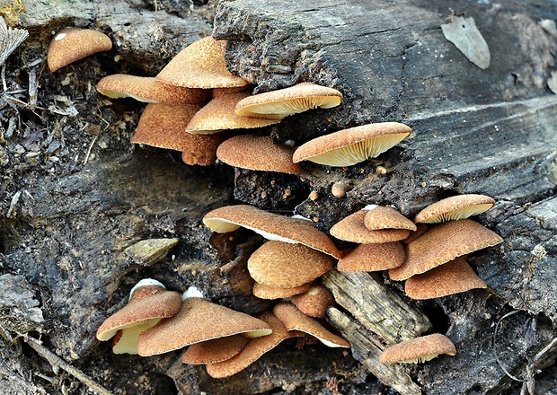 pahliva šafranová Crepidotus crocophyllus (Berk.) Sacc.