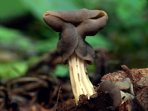 chriapač jamkatý Helvella lacunosa Afzel.