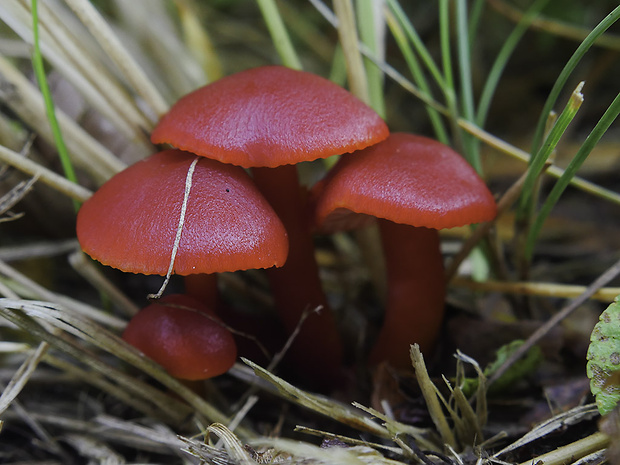 lúčnica šarlátová Hygrocybe coccinea (Schaeff.) P. Kumm.