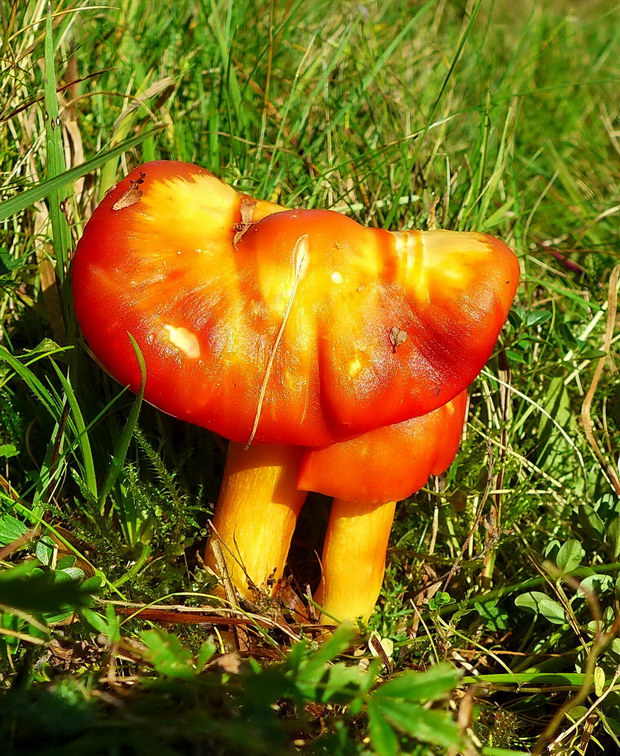 lúčnica granátovočervená Hygrocybe punicea (Fr.) P. Kumm.