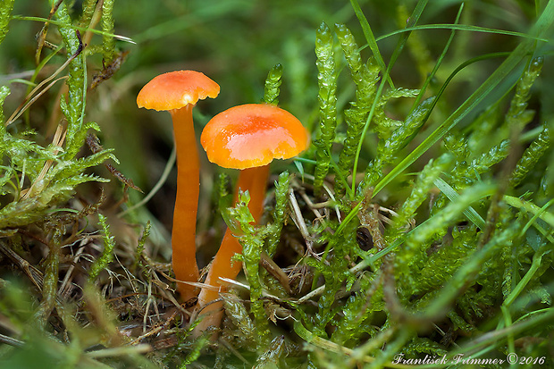 lúčnica Hygrocybe sp.