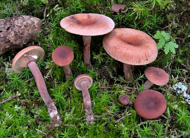 rýdzik gáfrový Lactarius camphoratus (Bull.) Fr.