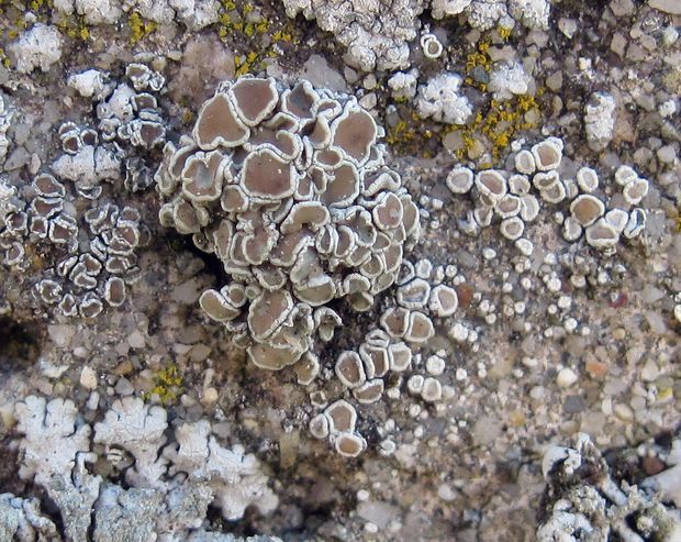 lekanora Lecanora sp.