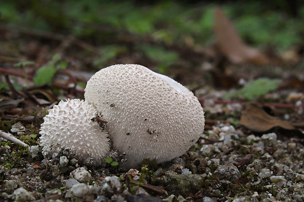 prášnica bradavičnatá Lycoperdon perlatum Pers.