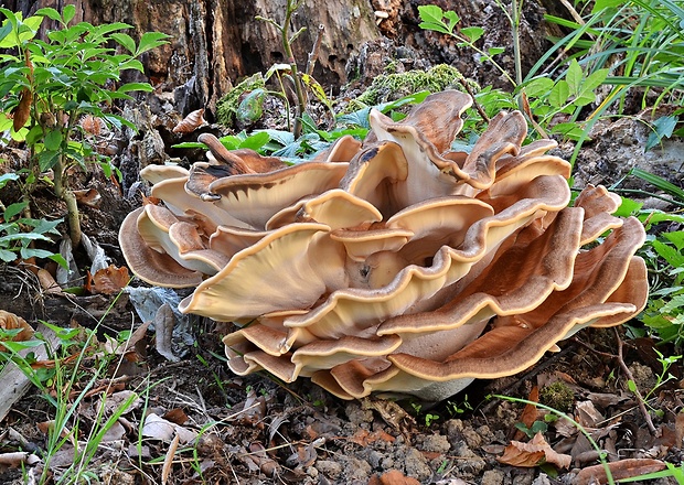 vejárovec obrovský Meripilus giganteus (Pers.) P. Karst.