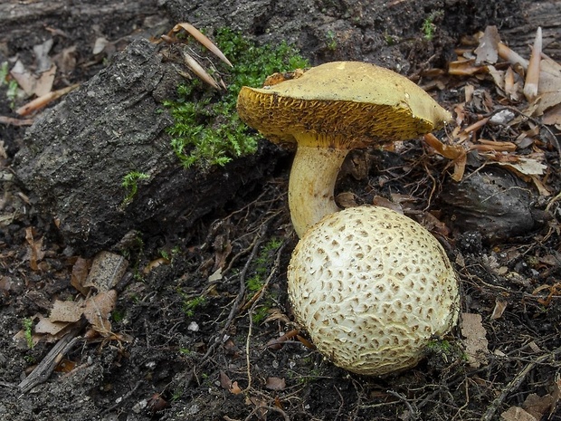 suchohríb cudzopasný Pseudoboletus parasiticus (Bull.) Šutara