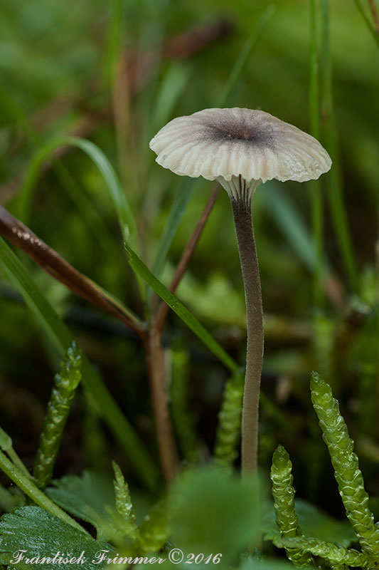 machovček Swartzov Rickenella swartzii (Fr.) Kuyper