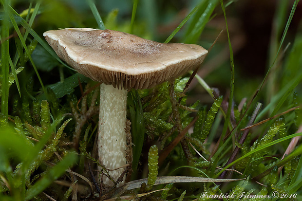 golierovka bledosivá Stropharia inuncta (Fr.) Quél.