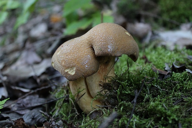 masliak strakatý Suillus variegatus (Sw.) Kuntze