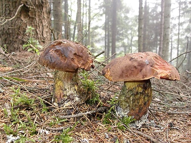 hríb zrnitohlúbikový Sutorius luridiformis (Rostk.) G. Wu & Zhu L. Yang