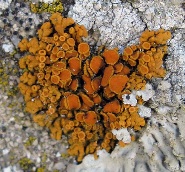 diskovník oranžový Xanthoria elegans (Link) Th. Fr.