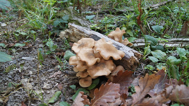 podpňovka bezprsteňová Armillaria socialis (DC.) Fayod