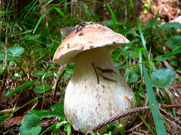 hríb smrekový Boletus edulis Bull.