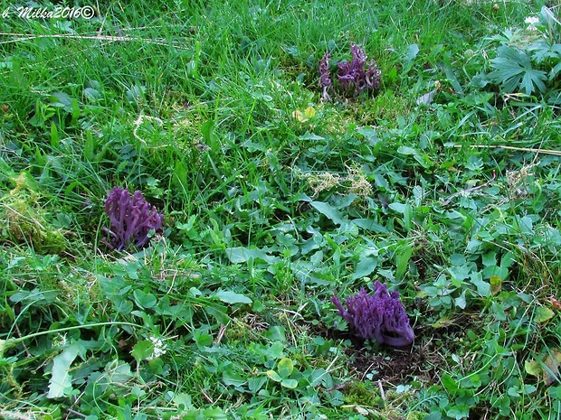 kyjačik Zollingerov Clavaria zollingeri Lév.