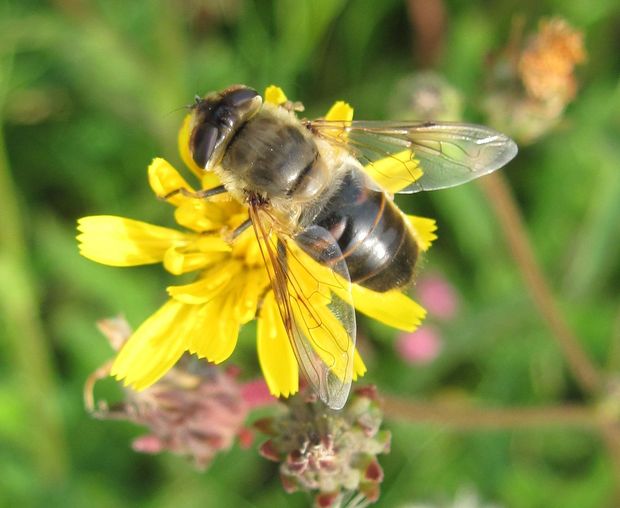 trúdovka hájová Eristalis cf. nemorum L., 1758