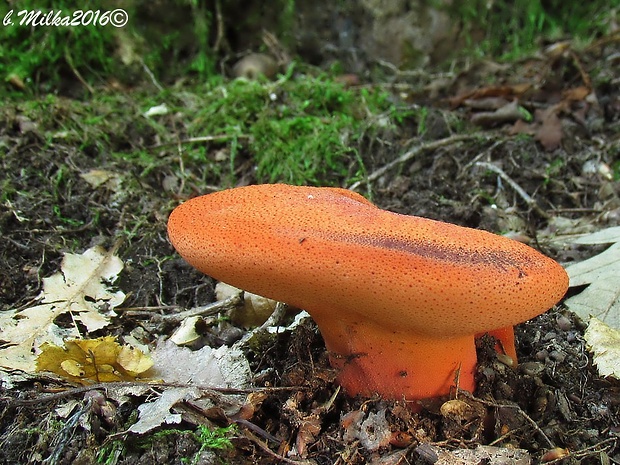 pečeňovec dubový Fistulina hepatica (Schaeff.) With.