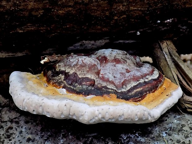 práchnovček pásikavý Fomitopsis pinicola (Sw.) P. Karst.