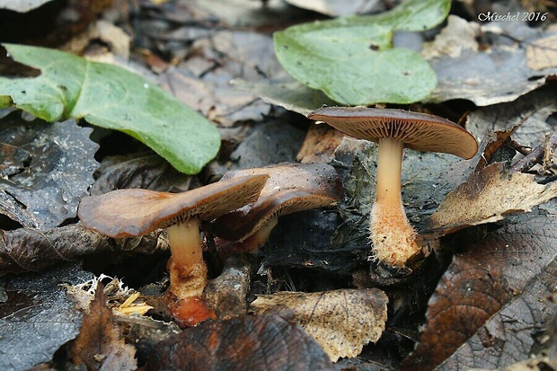 peniazovka Gymnopus vernus (Ryman) Antonín & Noordel.