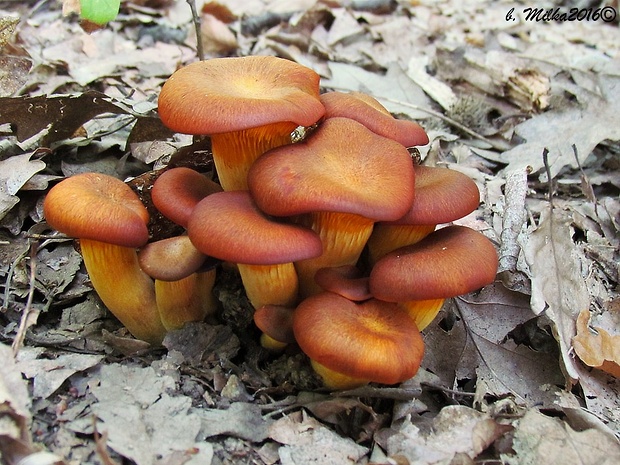 kališník hnedooranžový Omphalotus olearius (DC.) Singer