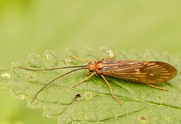 potočník Potamophylax luctuosus