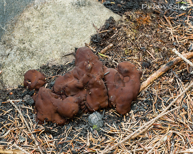 rizinka zvlnená Rhizina undulata Fr.