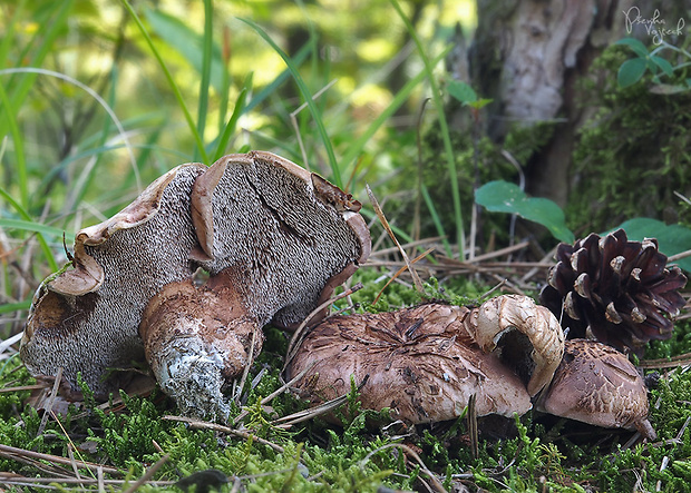 jelenkovec horký Sarcodon scabrosus (Fr.) P. Karst.