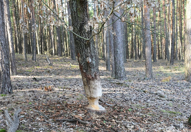 umelecká práca bobra