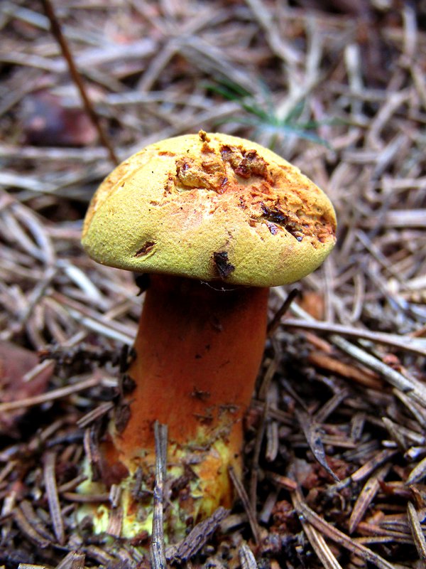 žltavec drevový Buchwaldoboletus lignicola (Kallenb.) Pilát