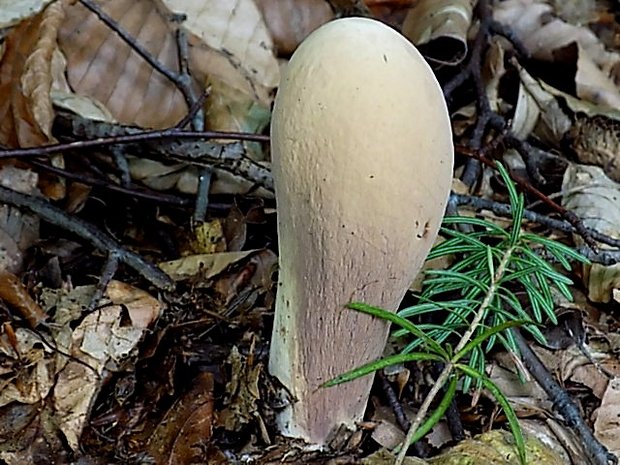 kyjak obrovský Clavariadelphus pistillaris (Fr.) Donk