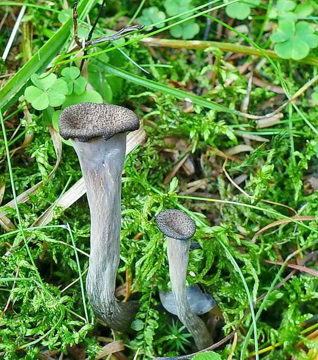 lievik trúbkovitý Craterellus cornucopioides (L.) Pers.