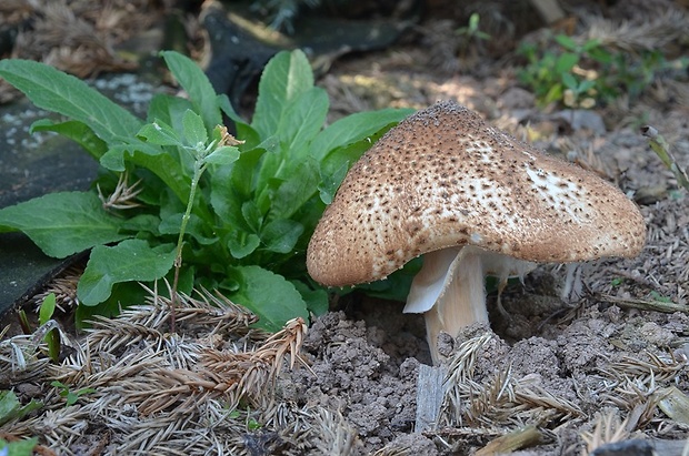 bedlička ostrošupinatá Echinoderma asperum (Pers.) Bon