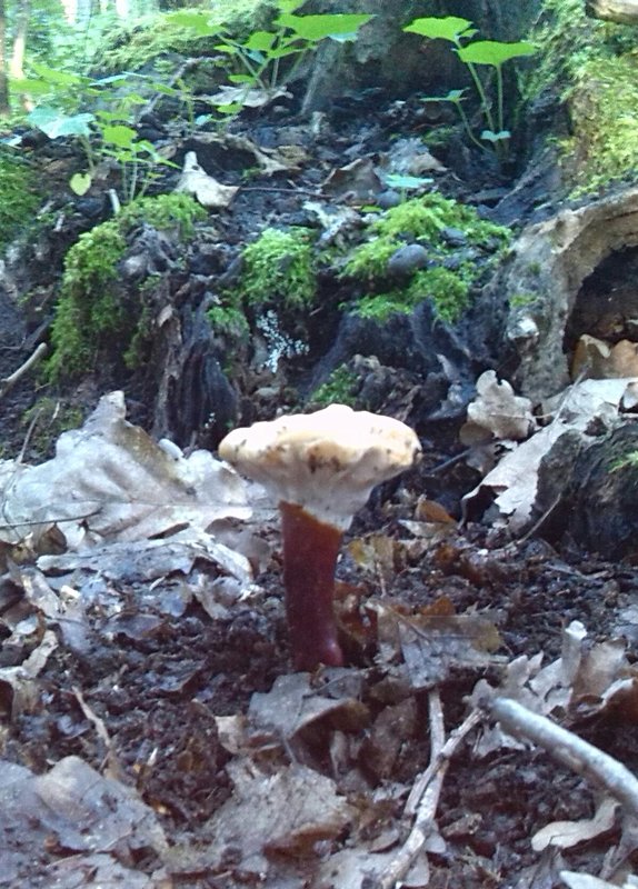 lesklokôrovka obyčajná Ganoderma lucidum (Curtis) P. Karst.