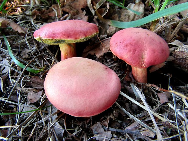 suchohríb karmínový Hortiboletus rubellus (Krombh.) Simonini, Vizzini & Gelardi