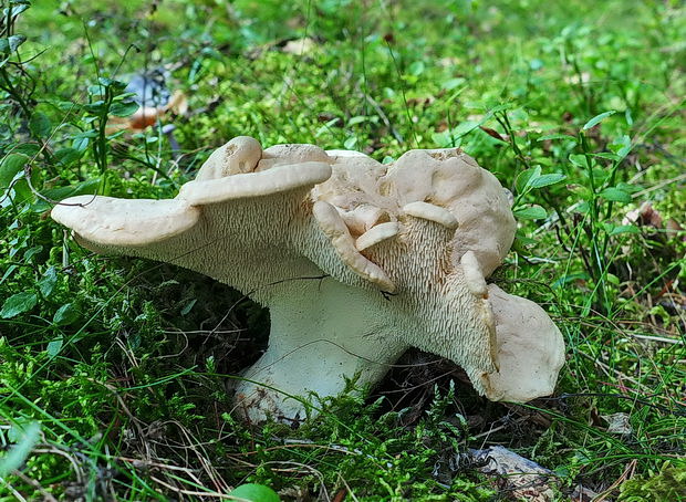 jelenka poprehýbaná Hydnum repandum L.