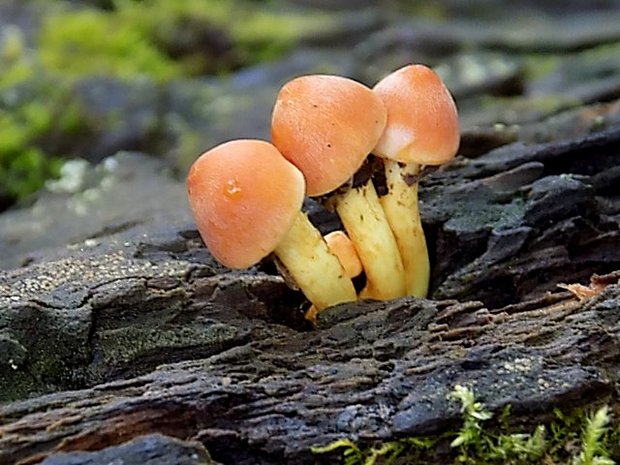 strapcovka zväzkovitá Hypholoma fasciculare (Huds.) P. Kumm.