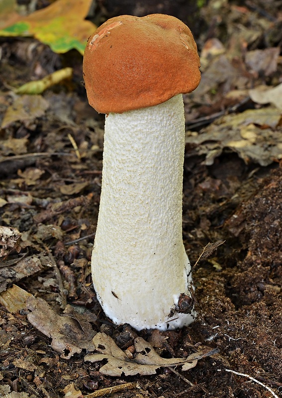 kozák osikový Leccinum albostipitatum den Bakker & Noordel.