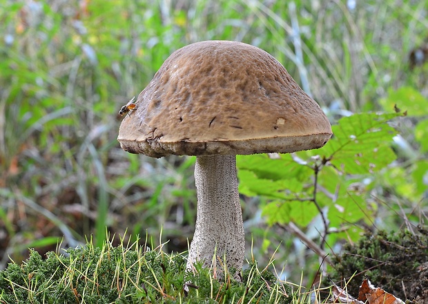 kozák hrabový Leccinum pseudoscabrum (Kallenb.) Šutara