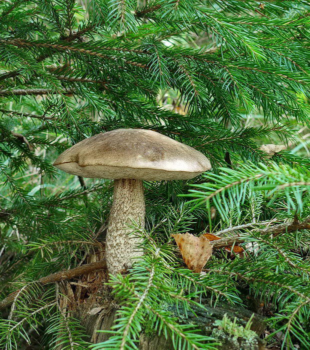 kozák brezový Leccinum scabrum (Bull.) Gray