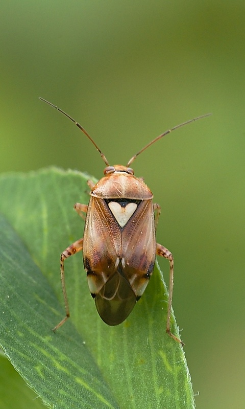 bzdôška červenkastá Lygus pratensis