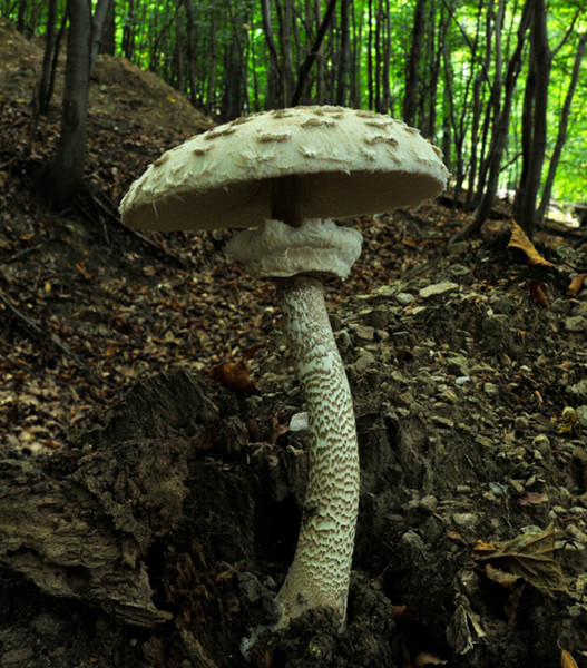 bedľa vysoká Macrolepiota procera (Scop.) Singer